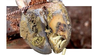 Scary Alert Maggots Found in Infected Cows Hoof EP 1 [upl. by Ellmyer]