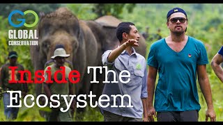 Inside the Leuser Ecosystem  Global Conservation [upl. by Yevi]