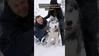 Adorable Alaskan Husky Sled Dogs in Action [upl. by Haceber696]