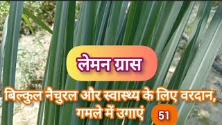 LEMON GRASS SECRET लेमन ग्रास उगाएं जानें सीक्रेटlemongrasspotgardeningaromaticplants [upl. by Powe]