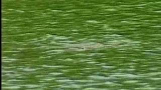 3 alligators spotted in Lake Wylie [upl. by Gar374]