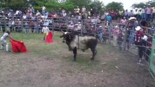 TORNADO el mejor toro de rodeo de honduras [upl. by Loydie699]