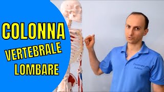 Anatomia della Colonna Vertebrale Toracica e Lombare Facile [upl. by Erdnaid]