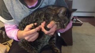 Declawing cats What it is why I am opposed to it and how much it costs [upl. by Nesahc993]