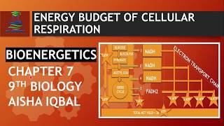 Energy Budget of Respiration  Biology Class 9 [upl. by Zolly]