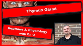 Thymus Gland Anatomy and Physiology [upl. by Harbert]