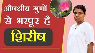 जाने शिरीष Albizia Lebbeck के पौधे के ये आन सुने प्रयोग  Acharya Balkrishna [upl. by Anyar]