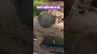 👷‍♂️Nerite Snail digging for biofilm snail [upl. by Isabea227]