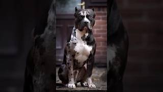 American Bully vs Siberian Husky – Whos the Ultimate Winner [upl. by Jerz486]