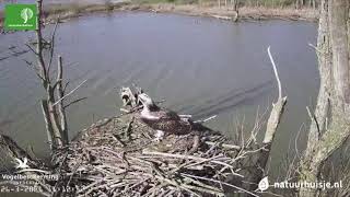 De visarend is terug op het nest  Beleef de Lente [upl. by Orest]