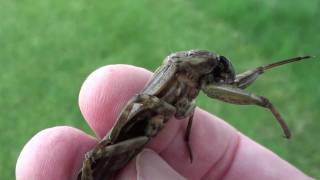 Giant Water Bug Belostomatidae Lethocerus Closeup [upl. by Nada]