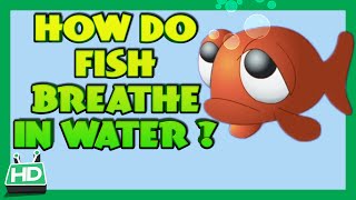 How Do Fish Breathe In Water [upl. by Ellimak966]