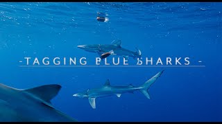 TAGGING BLUE SHARKS mit Jorge Fontes I Real 4K I [upl. by Sirkin]