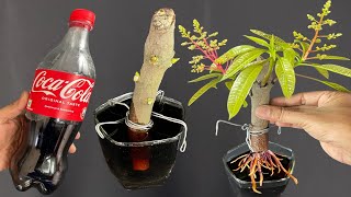 Growing Mango Tree From Cutting In A CocaCola  CocaCola Experiment [upl. by Emirej]