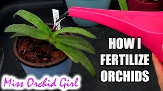 Fertilizing Orchids in Water Culture [upl. by Mcquade158]