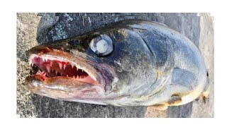 Fishing Boundary Waters MN  INSANE ACTION [upl. by Ely]