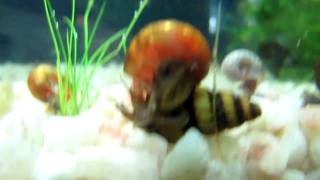 Assassin Snail eating Ramshorn Snail [upl. by Valdemar]