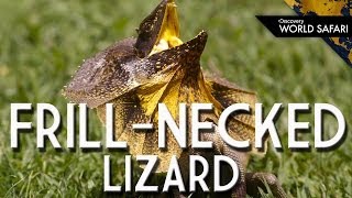 FrillNecked Lizards Wild Running Style [upl. by Haden788]