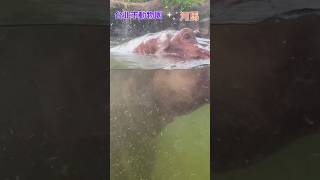 Taipei Zoo hippo。 hippo zoo [upl. by Frodin397]