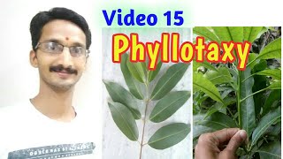 PHYLLOTAXY  Alternate Opposite and Whorled Phyllotaxy  with examples  Full topic  Hindi amp Eng [upl. by Ling893]