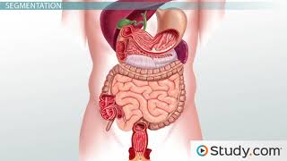 Movement Through the Small Intestine Peristalsis Segmentation amp Pendular Movement [upl. by Ansley]