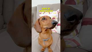 Me PILLAN😱 Cámara OCULTA🤣 perrosalchicha teckel dachshund [upl. by Hultgren]