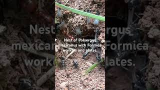 Nest of Polyergus mexicanus with Formica workers and alates [upl. by Richards617]