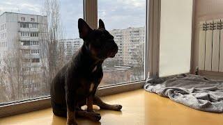 French bulldog at home  Dog barking [upl. by Theona419]