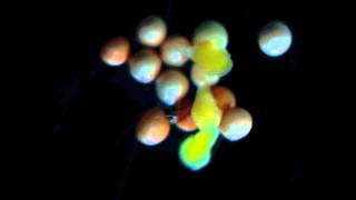 Hatching brine shrimp Artemia salina timelapse [upl. by Aneleasor]