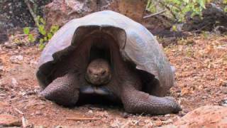 Richard Dawkins Saddles and Domes Evolution of the Giant Tortoises [upl. by Accber929]