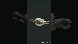 After Almost 2 YEARS FINALLY A Diamond Rock Ptarmigan  Hypifed  theHunter  call of the wild [upl. by Sakul]