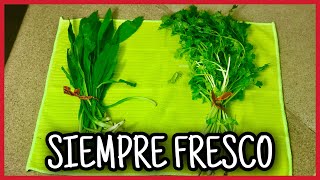 🌈Cómo Conservar el Cilantro Fresco por Mucho Tiempo [upl. by Anide]