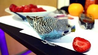 Budgie wants to eat Strawberry [upl. by Isbella]