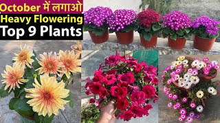 Winter में ये 9 पोधे न लगाये तो क्या लगाया SeptOct Super Heavy Flowering Plants 2023 [upl. by Hayouqes85]