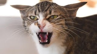 Male Cat Angry Sound  Attract Female Cat  Mating Cats In Heat Sounds [upl. by Jorin]