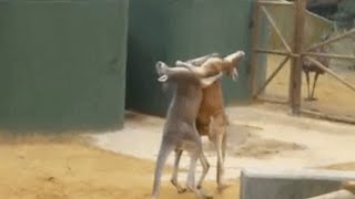 Kangaroos Very Hard Fight  funny pets  cute animals [upl. by Harat]