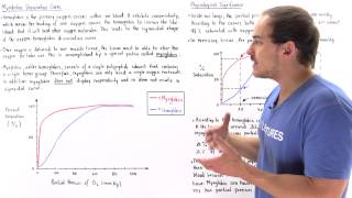 Myoglobin vs Hemoglobin Dissociation Curve [upl. by Annayk]