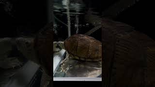 怖がりだけど😆スクスク成長中 カブトニオイガメ Sternotherus carinatus🐢 [upl. by Ilana]