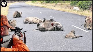 How Florida Farmers Deal With Millions Of Baboons Attack The City  Farming Documentary [upl. by Giuliana341]