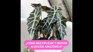 ¿Cómo multiplicar y revivir Alocasia amazónica [upl. by Nit454]