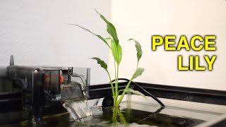 Peace Lily Aquarium and Adding Water Lily Bulbs to Indoor Pond [upl. by Izaak]