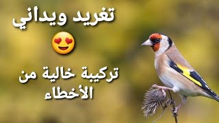 تغريد حسون ويداني روعة ماشاء الله😍chant chardonneret widani [upl. by Rosella]