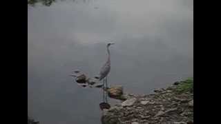 Heron Call [upl. by Syramad]