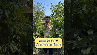 एक बार घर में तेजपत्ता लगा के देखो growing and gardening bayleaf tejpatta kitchengarden [upl. by Eizus]