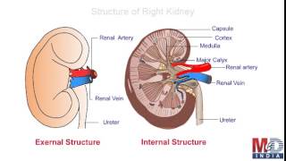 Anatomy Of The Urinary System [upl. by Krucik]