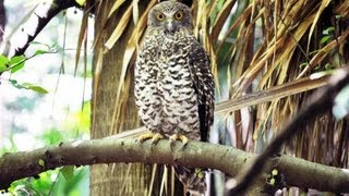 Profile of Australias largest owl  the Powerful Owl [upl. by Nitsuj]