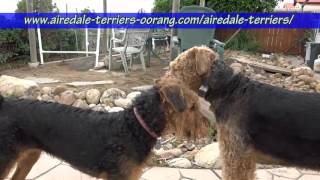 large Airedale Terriers [upl. by Goldshlag]