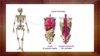 Biologie Sistemul osos  WinSchool [upl. by Aenehs462]