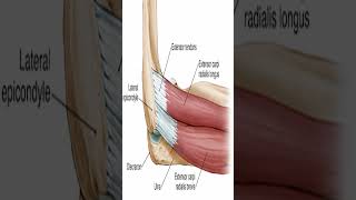 Anatomy Extensor Carpi Radialis Brevis ECRB shorts [upl. by Fanchie695]