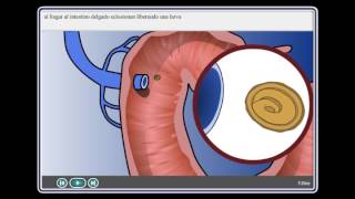 Ascaris Lumbricoides [upl. by Ysor94]